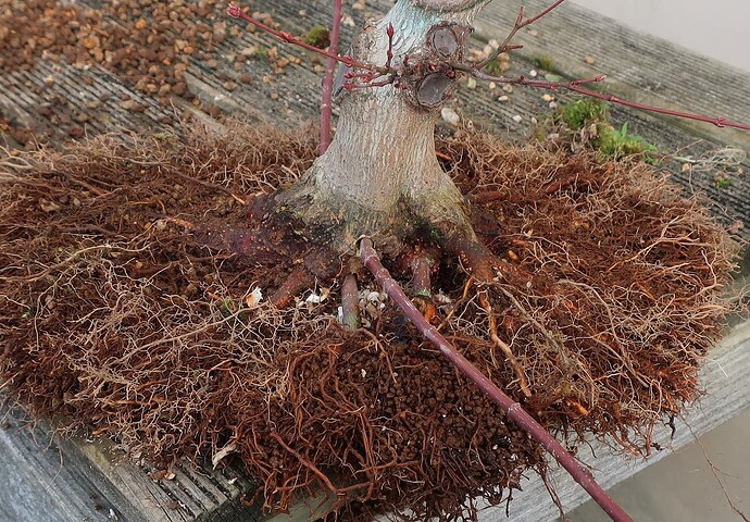 acer palmatum beni chidori 2023 03 13 (7)
