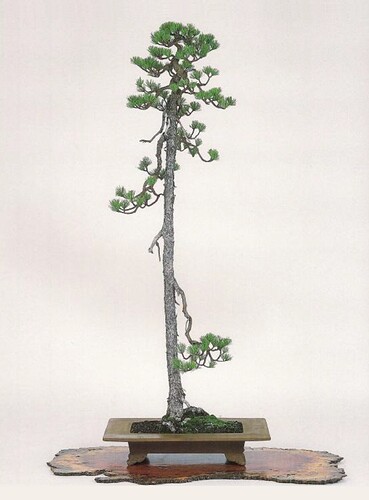pinus pentaphylla23
