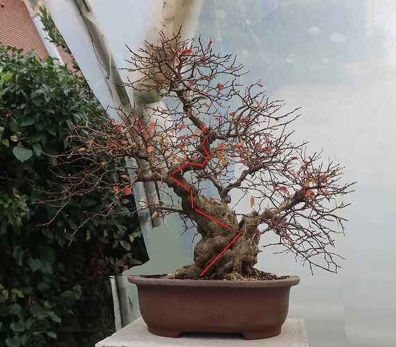 carpinus coreana 2024 12 11 (7virt3)