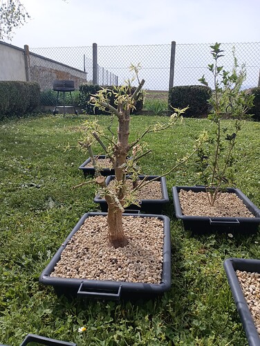 IMG_20240407_124736_821