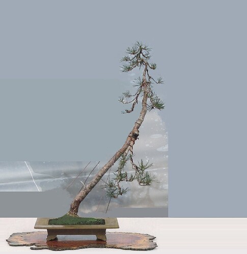 pin sylvestre lettré 2019 08 21 001virt
