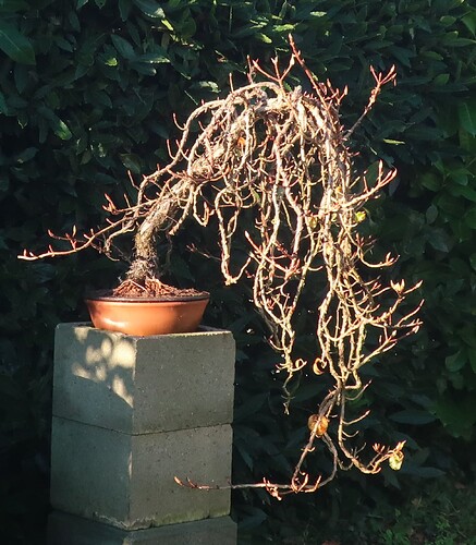 hydrangea petiolaris cordifolia 2024 10 24