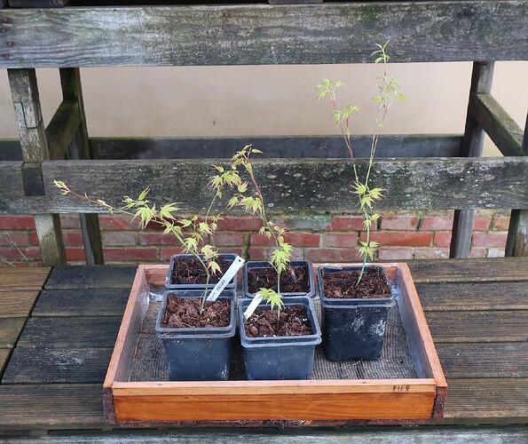 acer palmatum katsura 2020 03 06 (1)