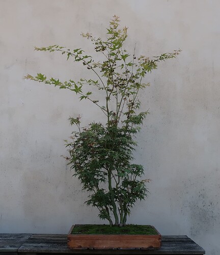 acer palmatum katsura 2022 08 30 (1)