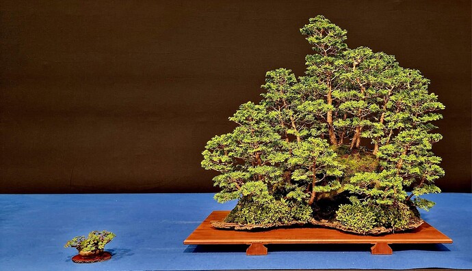 juniperus dany use