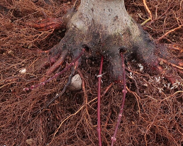 acer palmatum beni chidori 2024 02 21 (9)