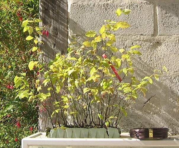 ostrya carpinifolia 2005 09 21 001