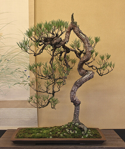 pinus densiflora04