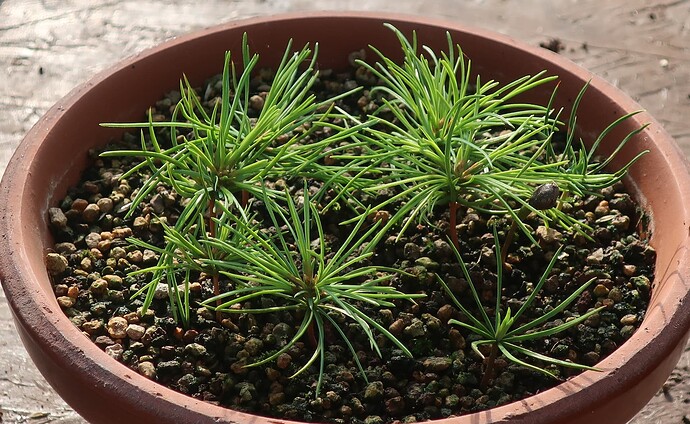 pinus pentaphylla semis 2024 09 03