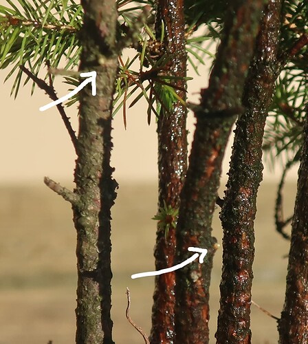 picea glehnii 2024 08 27 (8)