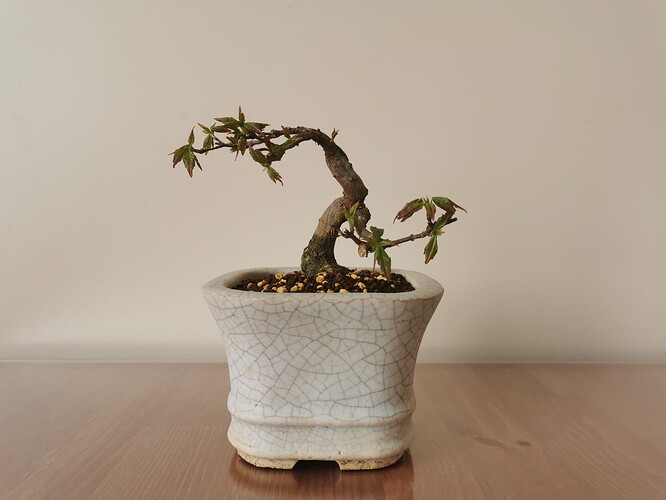 IMG_20230323_154645_resized_20231108_105311402