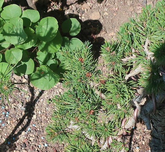 pin sylvestre lettré 2022 05 11 (2)