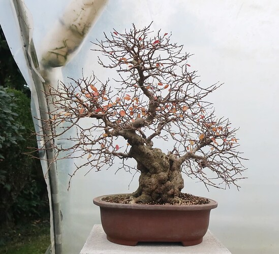 carpinus coreana 2024 12 11 (5)