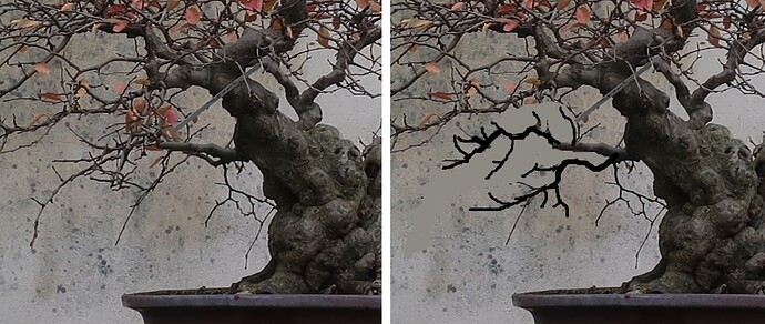 carpinus coreana 2024 12 09 (5virt4)