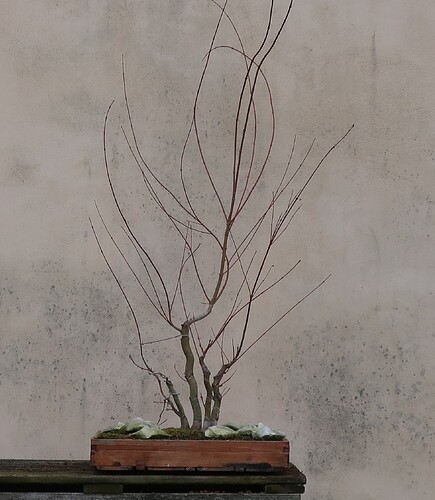 acer palmatum katsura 2024 02 15 (2)