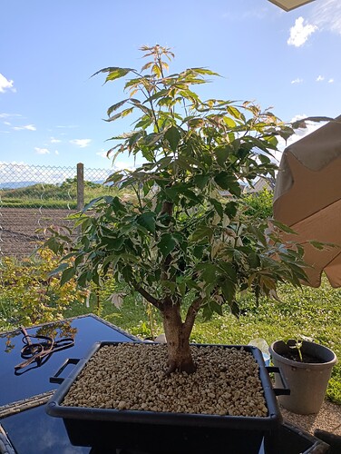 IMG_20240521_192340_248