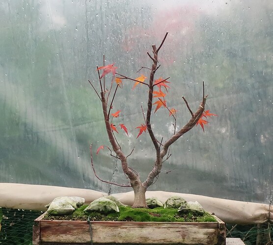 acer palmatum beni chidori 2020 11 09 002