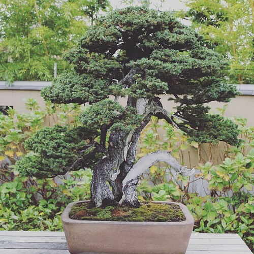picea ezo2
