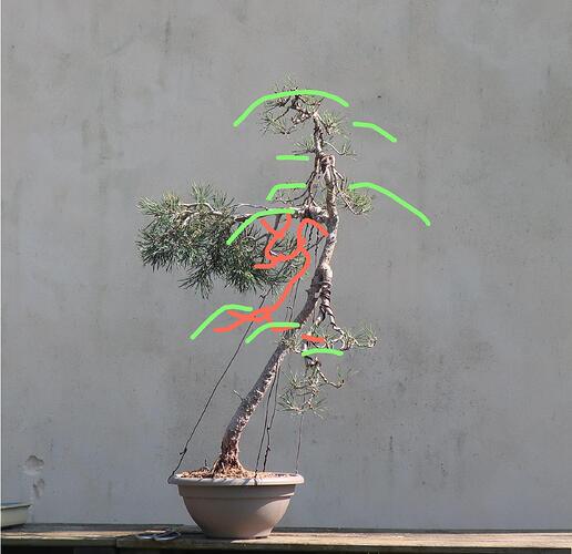 pin sylvestre lettré 2024 05 23virtEDO