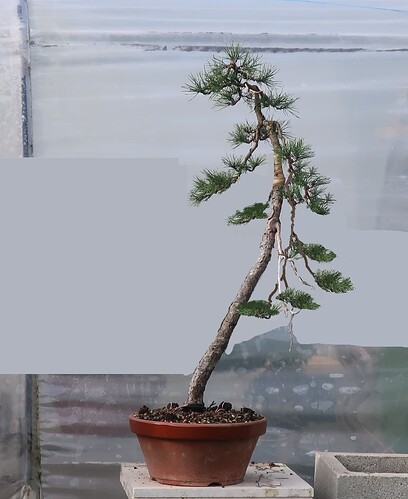 pin sylvestre lettré 2024 10 17 (3virt5)
