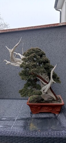 IMG_20241229_100831