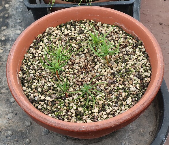 pinus pentaphylla semis 2024 07 16