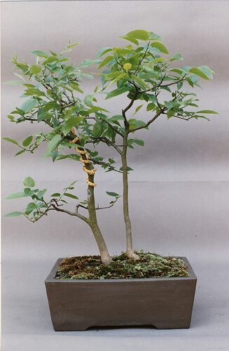 2celtis91d