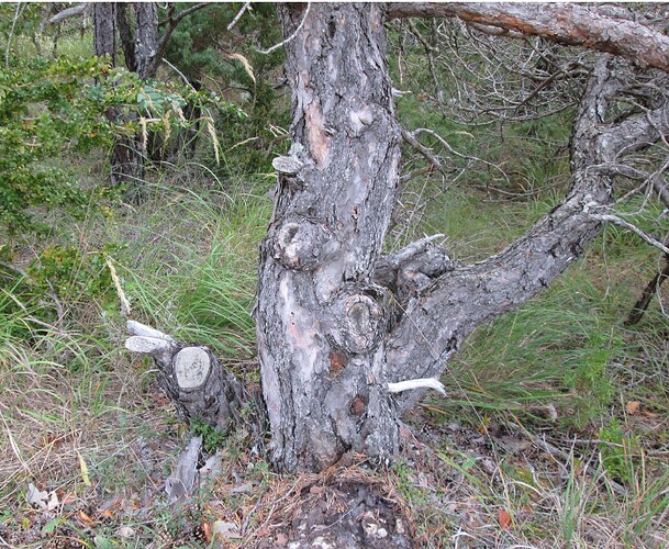 pin sylvestre 2018 10 03 029