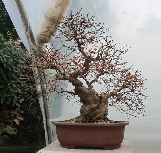carpinus coreana 2024 12 11 (6facevirt)