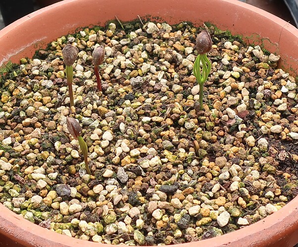 pinus pentaphylla semis 2024 06 03