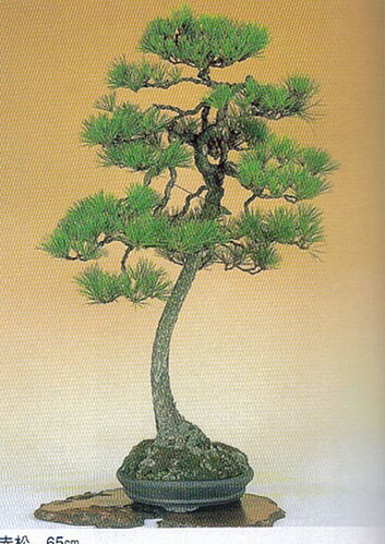 pinus densiflora akamatsu_3