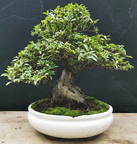 IMG_20230721_115210_(2736_x_2878_pixel)