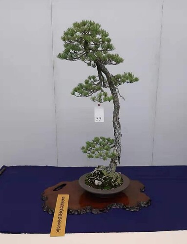 pinus pentaphylla lettré avec branche du criminel