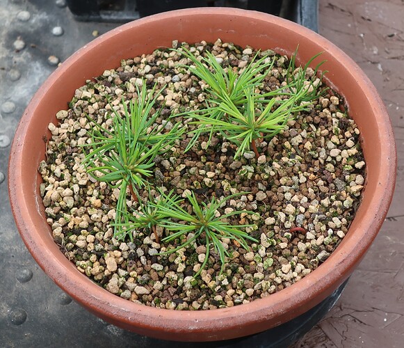 pinus pentaphylla semis 2024 08 14