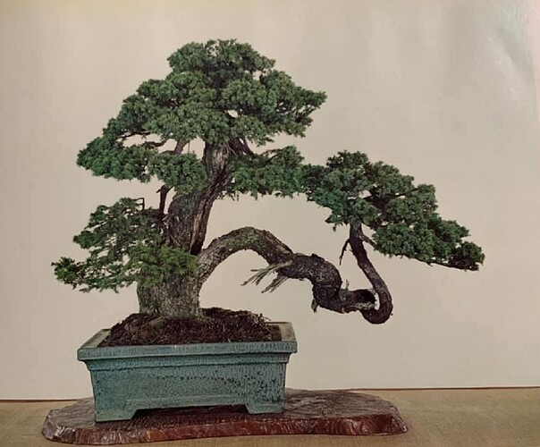 picea ezo0