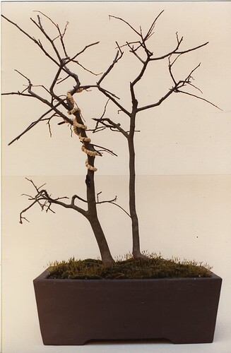 2celtis91a