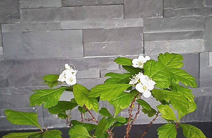 Aubépine   16 Mai 2021 (2)