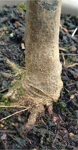 burger 1 octobre 2024 nebari.pdf.zip - ZIP Extractor_page-0001