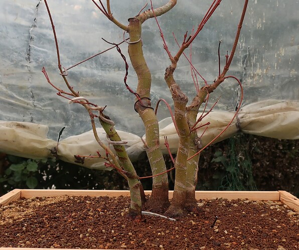 acer palmatum katsura 2024 02 15 (19)