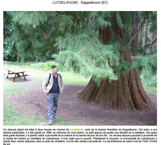 sequoia-kappelbronn1