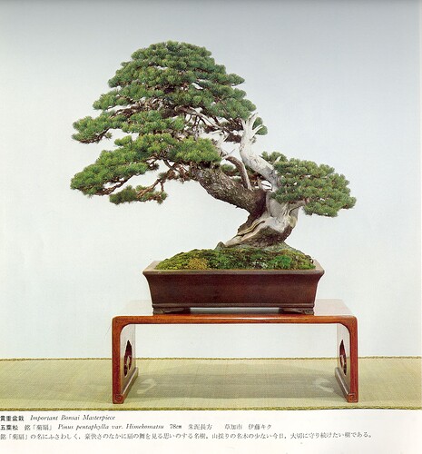 pinus pentaphylla001-1 kokufu57 (1983)