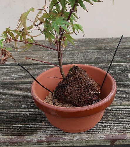 acer palmatum arakawa 2024 08 01 (6)