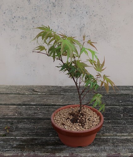 acer palmatum arakawa 2024 08 01 (8)