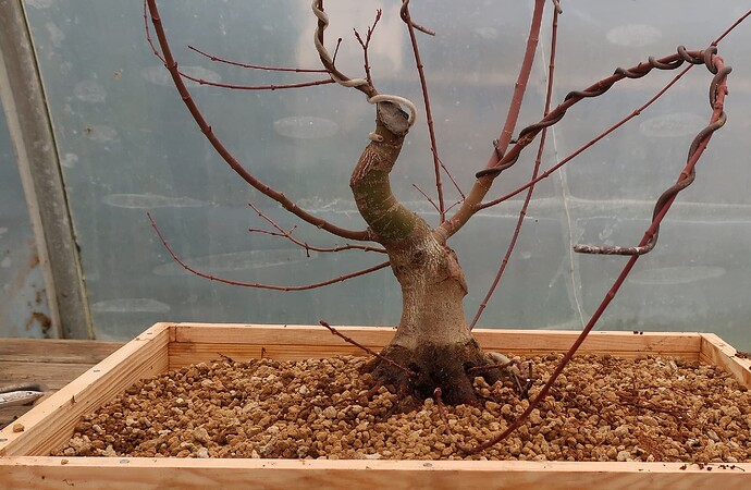 acer palmatum beni chidori 2024 02 21 (10)