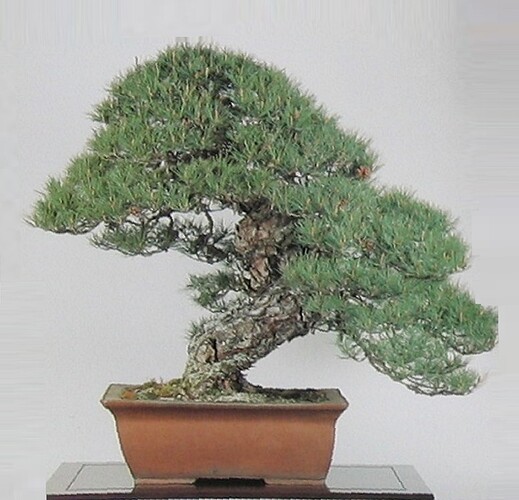 pinus densiflora3