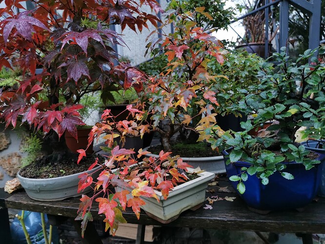 IMG_20221018_084824_resized_20231108_105312799