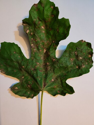 Feuille de figuier carica