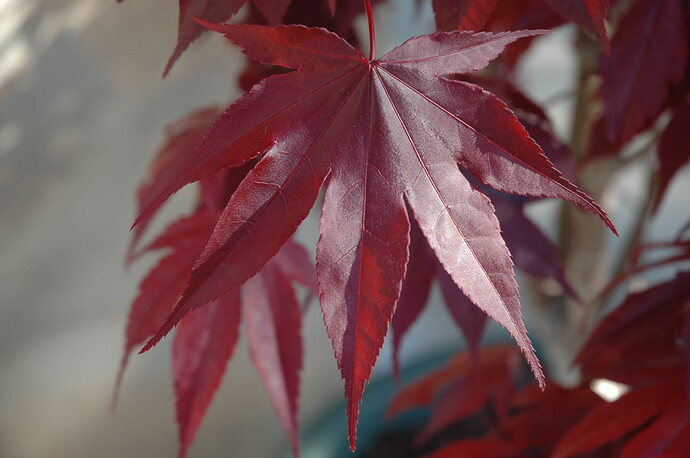 Acer_Palamtum_BlooGood1