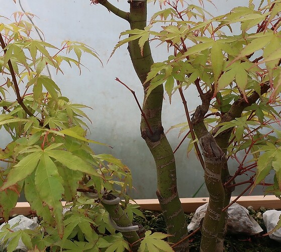 acer palmatum katsura 2024 04 18