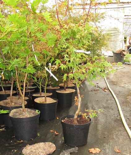 acer palmatum beni chidori 2018 09 12 001